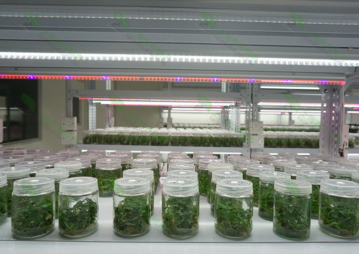 植物培養室基本原理